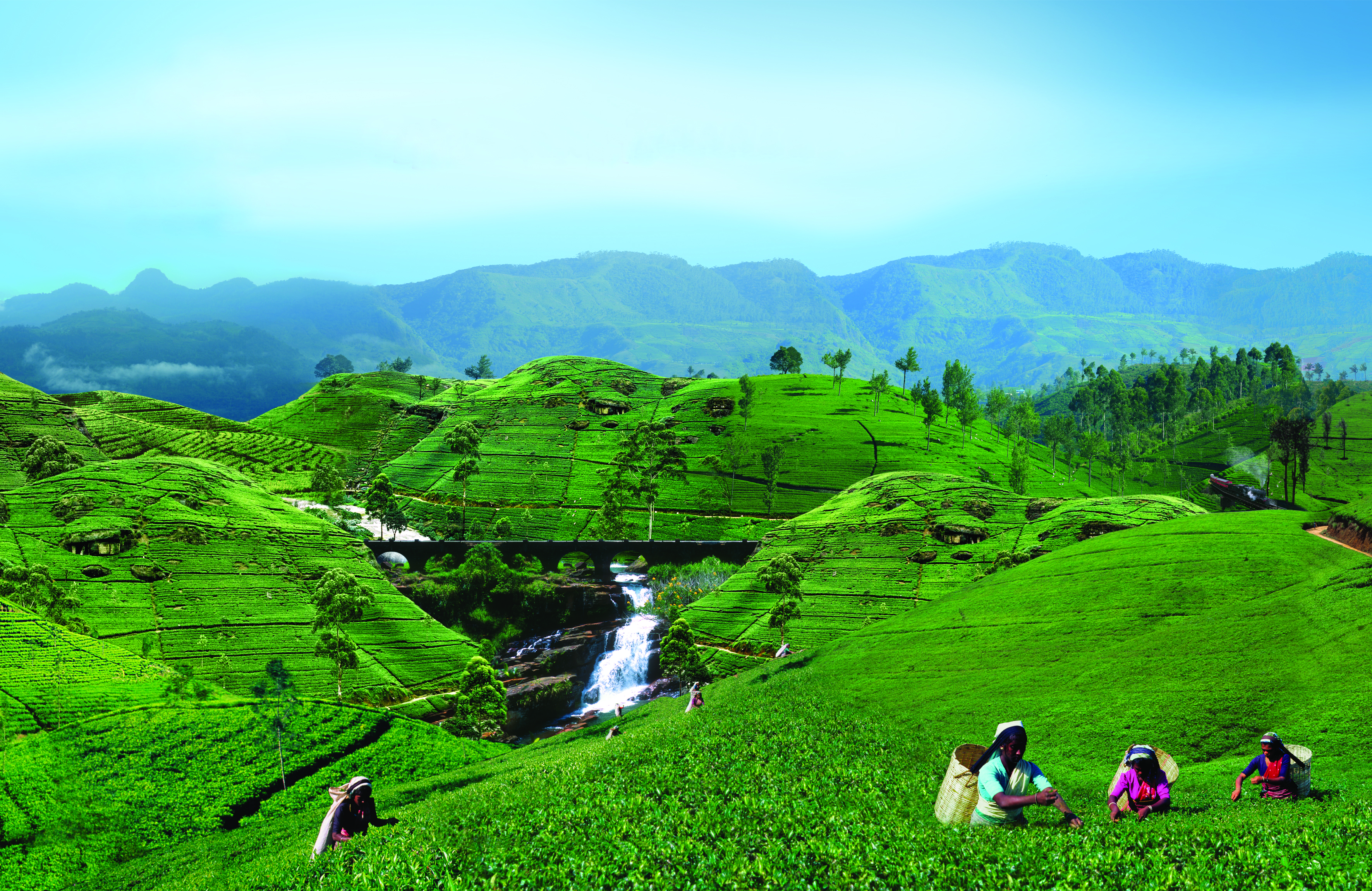 Traditional tea plucking in Sri Lanka's misty highland plantations with workers harvesting green tea leaves